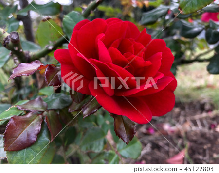 玫瑰花（油漆鎮）（水平） 45122803