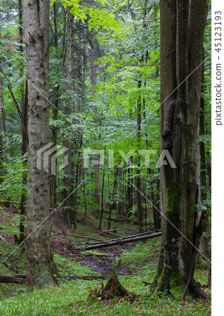 Fir and beech trees in summer Fir and beech trees in summer 45123193
