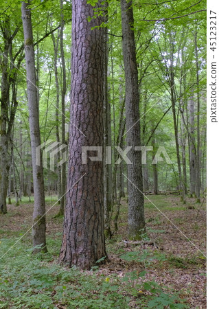 Old monumental pine tree in summer Old monumental pine tree in summer 45123217