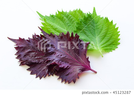 藍紫蘇和紅紫蘇 45123287