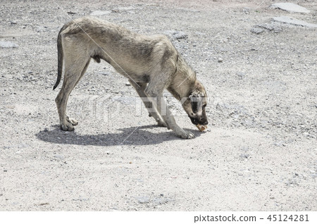 A street dog feeding 45124281