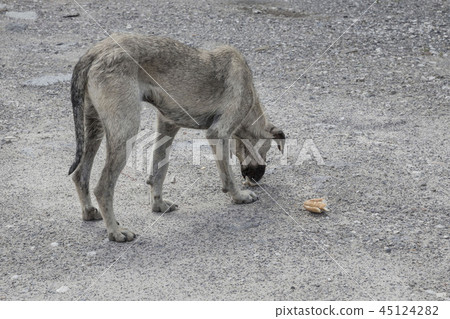 A street dog feeding 45124282