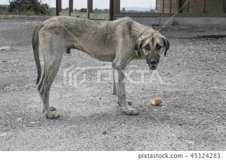 A street dog feeding 45124283