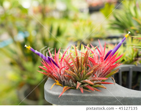 Aechmea Fasciata Inflorescence purple flower Aechmea Fasciata Inflorescence purple flower 45127135