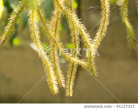Green and brown huperzia squarrosa fern leaves 45127325