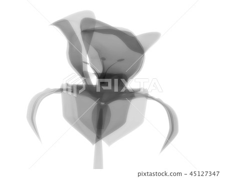 Radiography flower, macro on white, x-ray 45127347