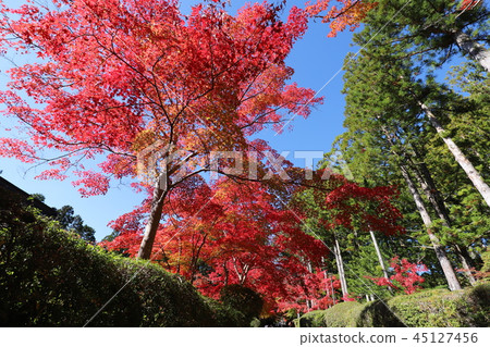 Autumn leaves of Mt. Koya 45127456