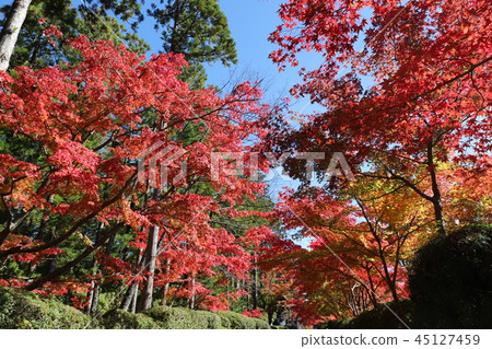 Autumn leaves of Mt. Koya Autumn leaves of Mt. Koya 45127459