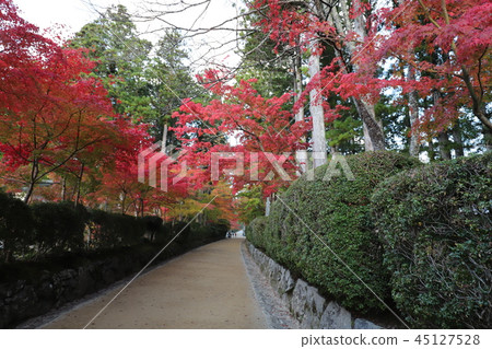 高野山的秋葉 45127528