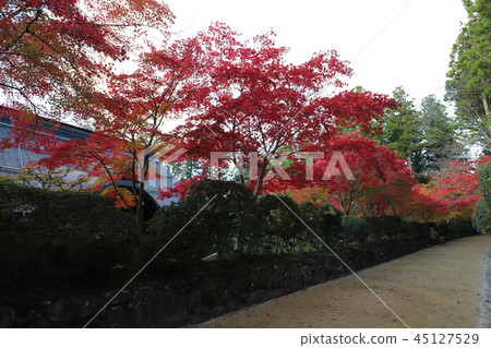 高野山的秋葉 45127529