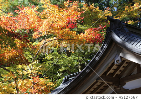 高野山的秋葉 高野山的秋葉 45127567