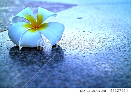 Scenic blossom on outdoor granite floor so beauty 45127954