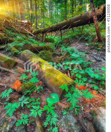 old fallen trees in the forest. old fallen trees in the forest. 45128008