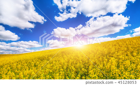 Flowering field of colza outdoors in spring. Flowering field of colza outdoors in spring. 45128053