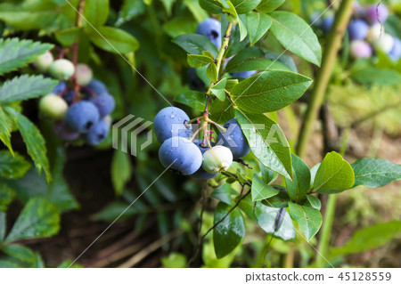 Bog whortleberry (Vaccinium uliginosum.) Bog whortleberry (Vaccinium uliginosum.) 45128559