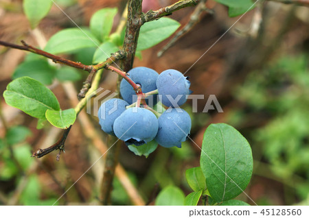 Bog whortleberry (Vaccinium uliginosum). 45128560