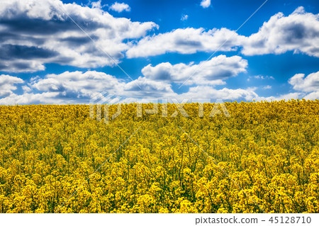 Flowering field of colza outdoors in spring Flowering field of colza outdoors in spring 45128710