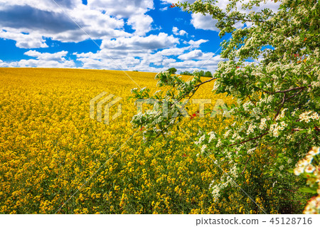 Lonely hawthorn tree flowering Lonely hawthorn tree flowering 45128716