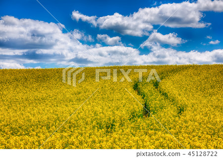 Flowering field of colza outdoors in spring. Flowering field of colza outdoors in spring. 45128722