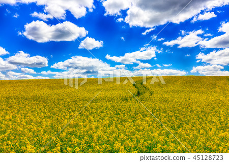Flowering field of colza outdoors in spring Flowering field of colza outdoors in spring 45128723