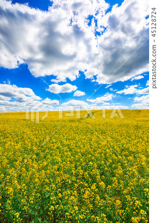 flowering field of colza outdoors in spring flowering field of colza outdoors in spring 45128724