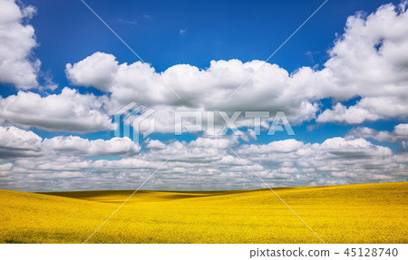 Flowering field of colza outdoors in spring 45128740