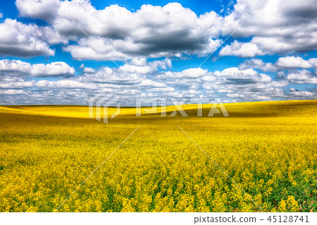 Flowering field of colza outdoors in spring Flowering field of colza outdoors in spring 45128741