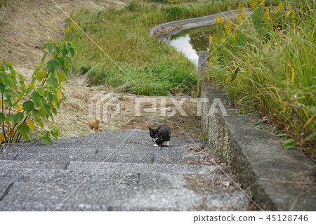 貓,離群貓,外面貓,親密的朋友 貓,離群貓,外面貓,親密的朋友 45128746