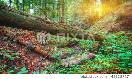 old fallen trees in the forest old fallen trees in the forest 45128767