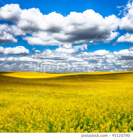 Flowering field of colza outdoors in spring Flowering field of colza outdoors in spring 45128790