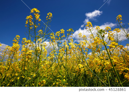 Flowering field of colza outdoors in spring Flowering field of colza outdoors in spring 45128861