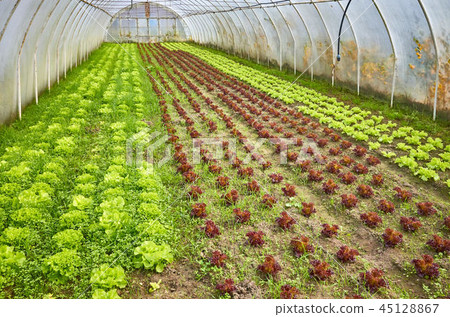 Traditional organic greenhouse interior Traditional organic greenhouse interior 45128867