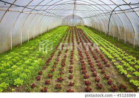 Traditional organic greenhouse interior Traditional organic greenhouse interior 45128869