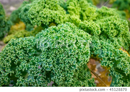 Close up picture of curly kale leaves on a field. Close up picture of curly kale leaves on a field. 45128870