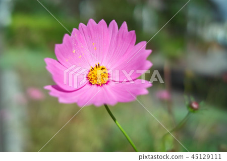 Cosmos Cosmos 45129111