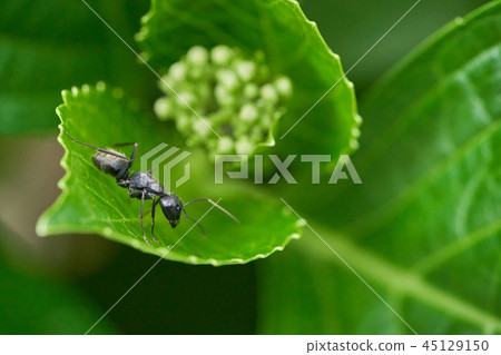 Ant insect 45129150