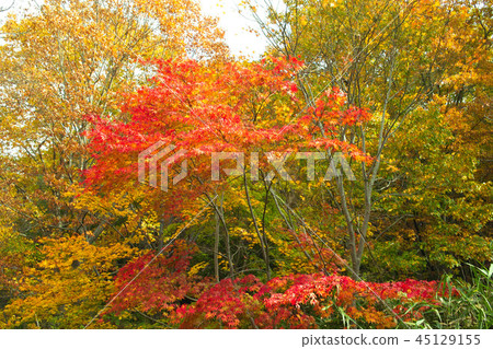 函館俯瞰公園秋葉 函館俯瞰公園秋葉 45129155