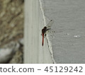 Red dragonfly 45129242