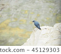 blue bird	 45129303