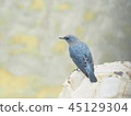 blue bird	 45129304