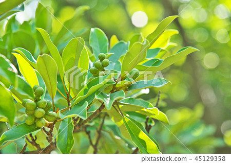 初夏的果實 45129358
