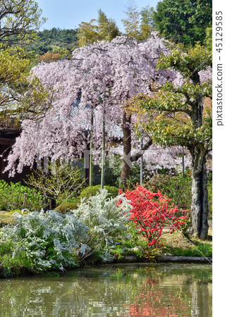 Cherry blossoms of the Hoken Goin 45129585