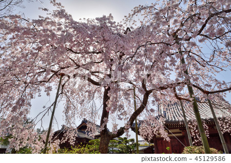 Hoken Goin的櫻花 Hoken Goin的櫻花 45129586