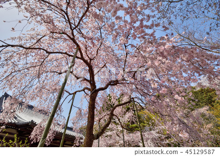 Hoken Goin的櫻花 Hoken Goin的櫻花 45129587