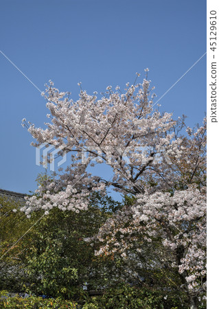 Cherry blossoms of the Hoken Goin 45129610