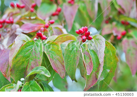 紅色山茱萸果 紅色山茱萸果 45130003