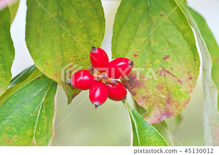 Red-colored dogwood fruit Red-colored dogwood fruit 45130012