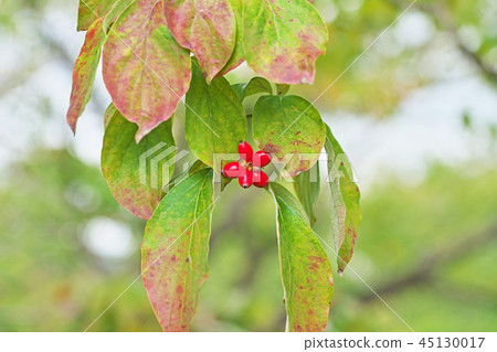 紅色山茱萸果 45130017