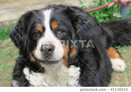 咧著嘴笑的伯爾尼山犬 45130033