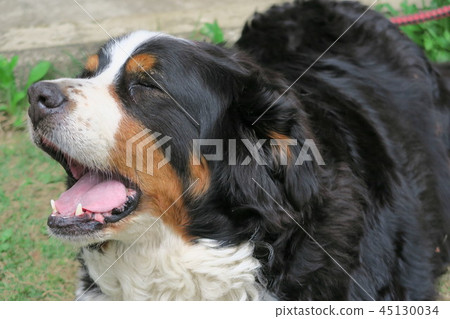 吠叫伯爾尼山犬 45130034